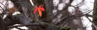 A single red leaf hangs on a tree branch