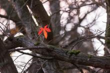 A single red leaf hangs on a tree branch